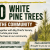 PAID ADVERTISEMENT: Free White Pine Trees!